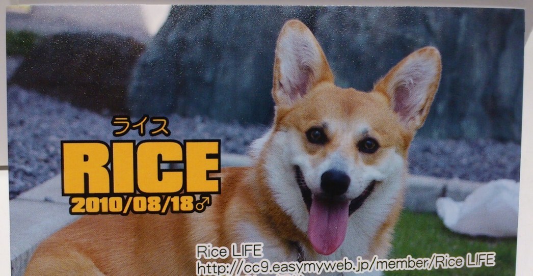 RiceLIFE