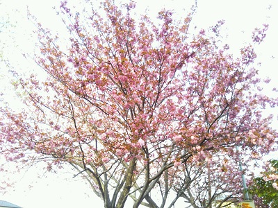 八重桜 3(早起きは三文の徳!)