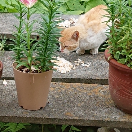 猫(早起きは三文の徳!)