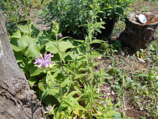 松明花(山野草「七草の里」)