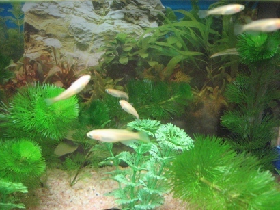 �A���t�H�[�E�`���h�����i�����N�I���W�̒���j