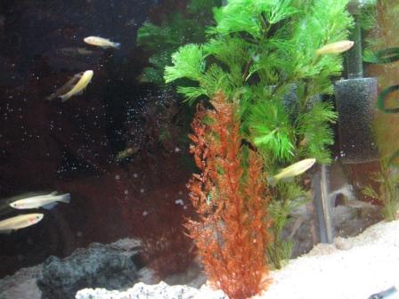 �A���t�H�[�E�`���h�����i�����N�I���W�̒���j