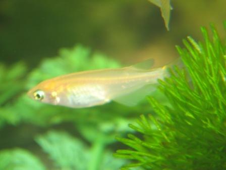 �A���t�H�[�E�`���h�����i�����N�I���W�̒���j