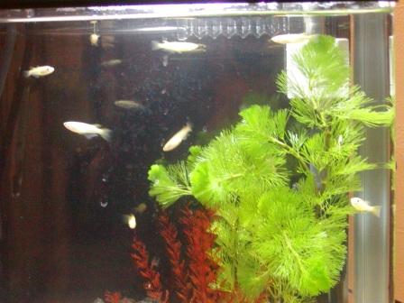 �A���t�H�[�E�`���h�����i�����N�I���W�̒���j