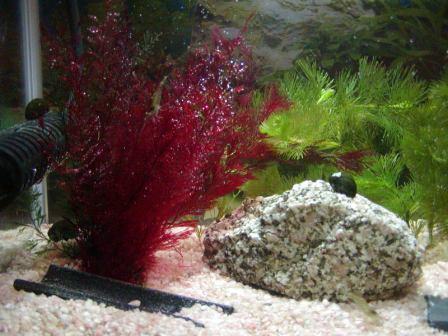 �A���t�H�[�E�`���h�����i�����N�I���W�̒���j