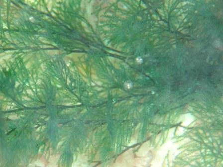 �A���t�H�[�E�`���h�����i�����N�I���W�̒���j