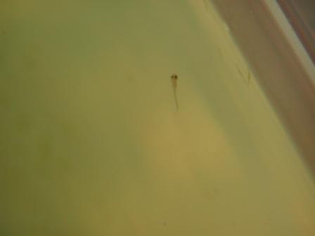 �A���t�H�[�E�`���h�����i�����N�I���W�̒���j