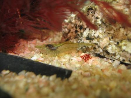 �A���t�H�[�E�`���h�����i�����N�I���W�̒���j