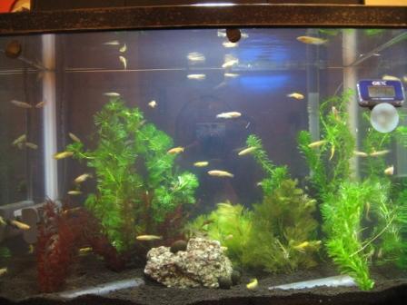 �A���t�H�[�E�`���h�����i�����N�I���W�̒���j