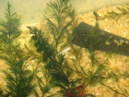 �A���t�H�[�E�`���h�����i�����N�I���W�̒���j