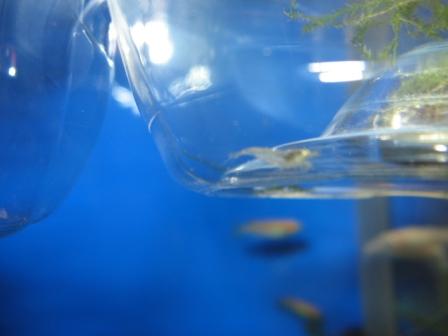 �A���t�H�[�E�`���h�����i�����N�I���W�̒���j