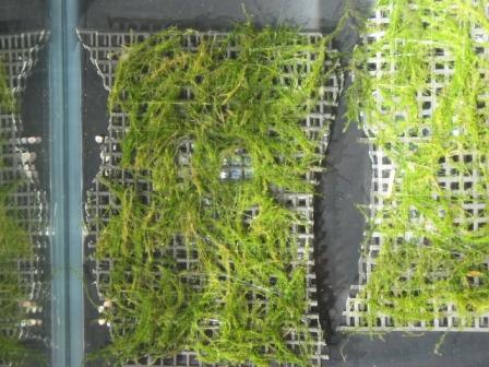 �A���t�H�[�E�`���h�����i�����N�I���W�̒���j