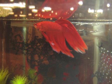 �A���t�H�[�E�`���h�����i�����N�I���W�̒���j