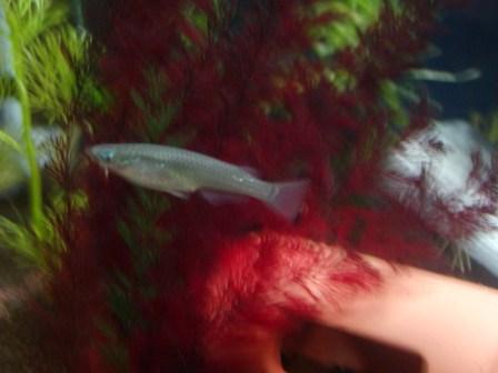 �A���t�H�[�E�`���h�����i�����N�I���W�̒���j