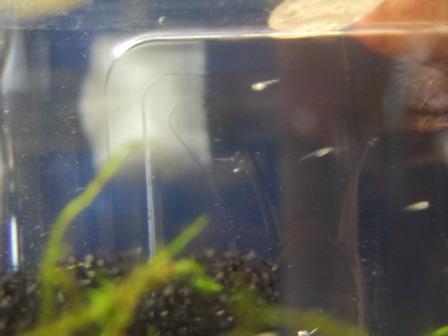 �A���t�H�[�E�`���h�����i�����N�I���W�̒���j