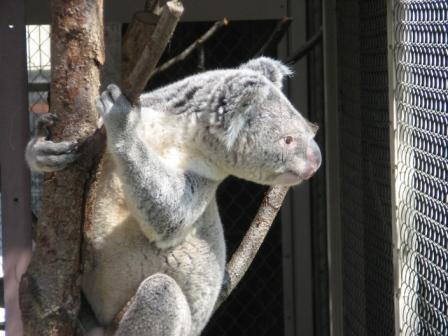 �A���t�H�[�E�`���h�����i�����N�I���W�̒���j