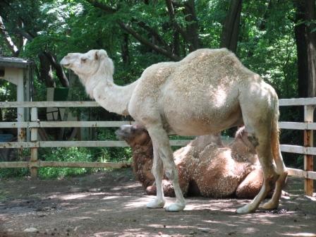 �A���t�H�[�E�`���h�����i�����N�I���W�̒���j