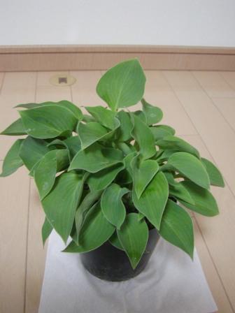 �A���t�H�[�E�`���h�����i�����N�I���W�̒���j