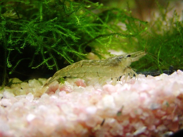 �A���t�H�[�E�`���h�����i�����N�I���W�̒���j