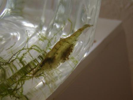 �A���t�H�[�E�`���h�����i�����N�I���W�̒���j