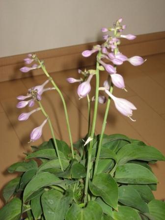 �A���t�H�[�E�`���h�����i�����N�I���W�̒���j