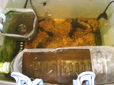 �A���t�H�[�E�`���h�����i�����N�I���W�̒���j