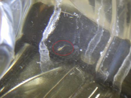 �A���t�H�[�E�`���h�����i�����N�I���W�̒���j