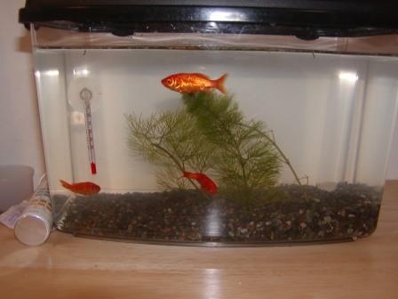 �A���t�H�[�E�`���h�����i�����N�I���W�̒���j