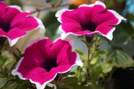 �A���t�H�[�E�`���h�����i�����N�I���W�̒���j