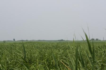 �A���t�H�[�E�`���h�����i�����N�I���W�̒���j