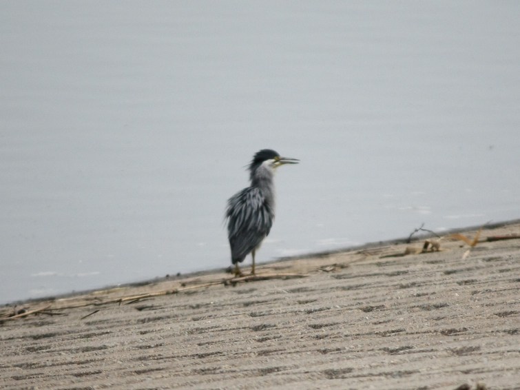 �A���t�H�[�E�`���h�����i�����N�I���W�̒���j