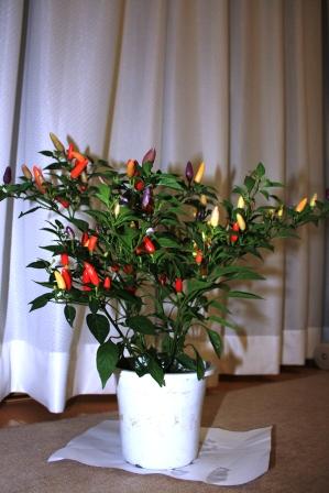 �A���t�H�[�E�`���h�����i�����N�I���W�̒���j