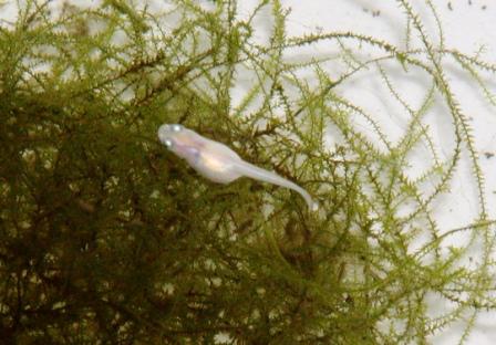 �A���t�H�[�E�`���h�����i�����N�I���W�̒���j