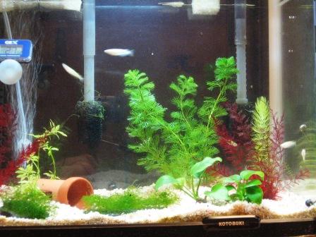 �A���t�H�[�E�`���h�����i�����N�I���W�̒���j