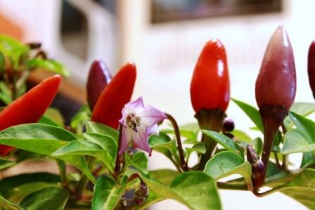 �A���t�H�[�E�`���h�����i�����N�I���W�̒���j