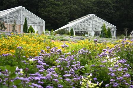 �A���t�H�[�E�`���h�����i�����N�I���W�̒���j