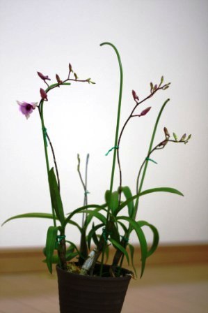 �A���t�H�[�E�`���h�����i�����N�I���W�̒���j