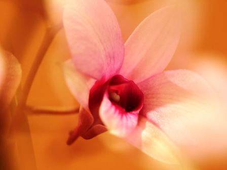 �A���t�H�[�E�`���h�����i�����N�I���W�̒���j