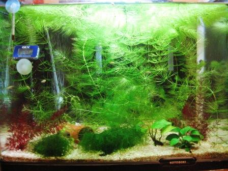 �A���t�H�[�E�`���h�����i�����N�I���W�̒���j