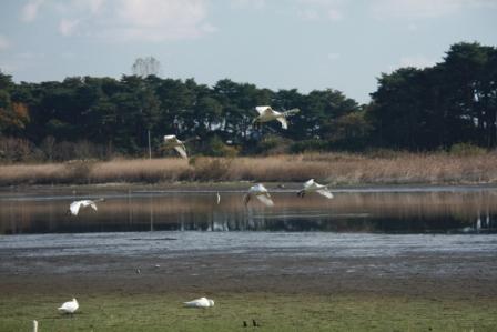 �A���t�H�[�E�`���h�����i�����N�I���W�̒���j