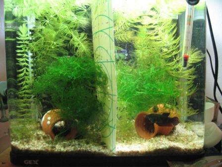 �A���t�H�[�E�`���h�����i�����N�I���W�̒���j