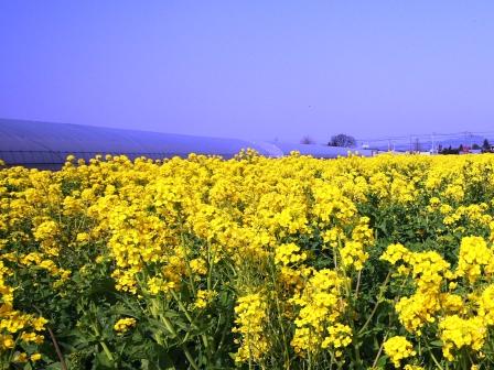 �A���t�H�[�E�`���h�����i�����N�I���W�̒���j