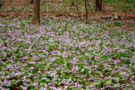 �A���t�H�[�E�`���h�����i�����N�I���W�̒���j