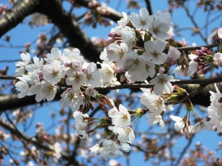 �A���t�H�[�E�`���h�����i�����N�I���W�̒���j