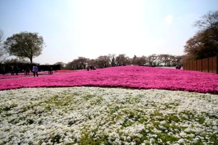 �A���t�H�[�E�`���h�����i�����N�I���W�̒���j