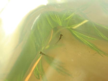 �A���t�H�[�E�`���h�����i�����N�I���W�̒���j