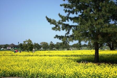 �A���t�H�[�E�`���h�����i�����N�I���W�̒���j