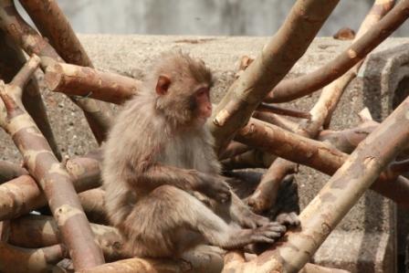 �A���t�H�[�E�`���h�����i�����N�I���W�̒���j