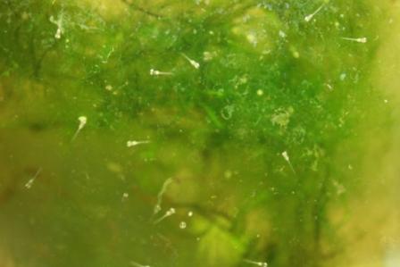 �A���t�H�[�E�`���h�����i�����N�I���W�̒���j