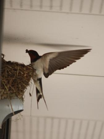 �A���t�H�[�E�`���h�����i�����N�I���W�̒���j